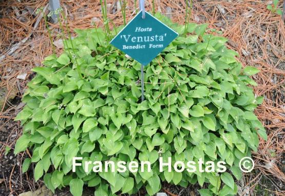 Hosta venusta 'Benedict Form